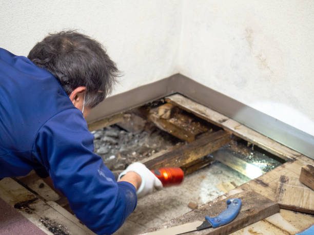 Best Emergency Mold Removal  in Park Forest, IL