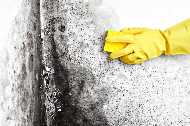 Best Black Mold Removal  in Park Forest, IL