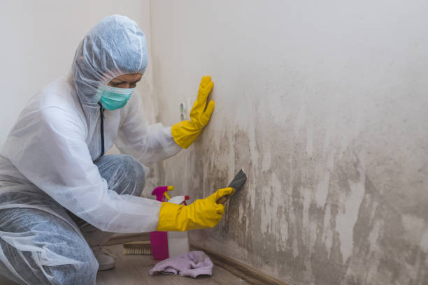 Best Affordable Mold Removal  in Park Forest, IL