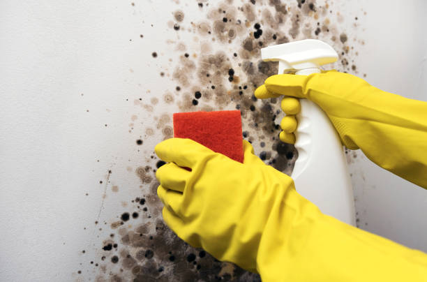 Best Mold Removal Company Near Me  in Park Forest, IL