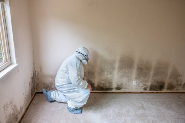 Best Toxic Mold Removal  in Park Forest, IL