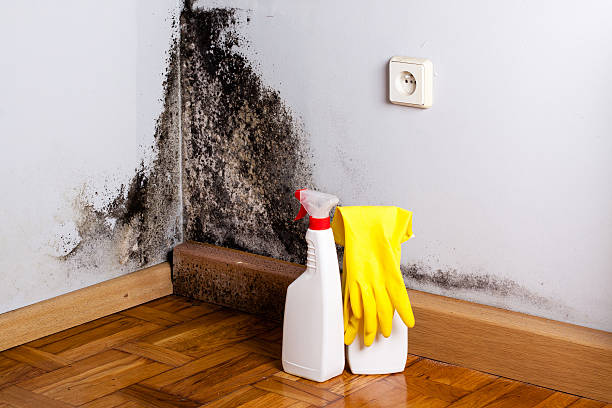 Best Fast Mold Removal  in Park Forest, IL