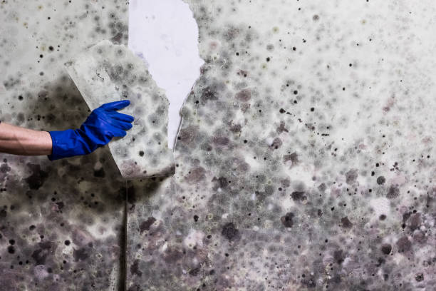 Best Local Mold Removal Service  in Park Forest, IL
